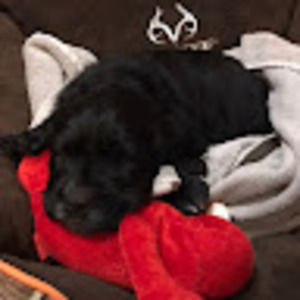 Meet your Posher, Troy